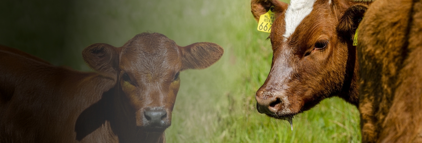 Industria Frigorífica